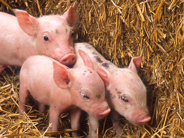 A recent spate of hot and dry weather has raised concerns that feed costs will be more expensive this year, which could rein in hog producers&#039; hopes of expanding. (DTN file photo)